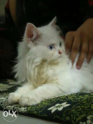 Persian kitten semi punch. age 3 month. blue