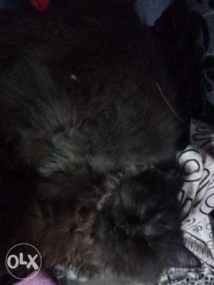 Persian kittens for sale one black in colour n
