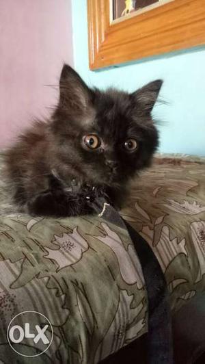 Persian male Black Kitten 3 months old for sale