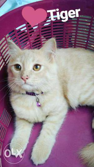 Persian tabby cat fawn colour