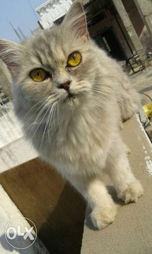 Persians cat {female}