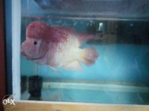 Pink And Ray Flowerhorn Fish