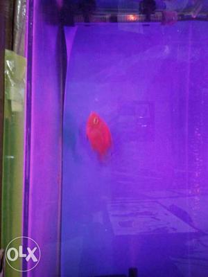 Pink Fish 4 inch for sale