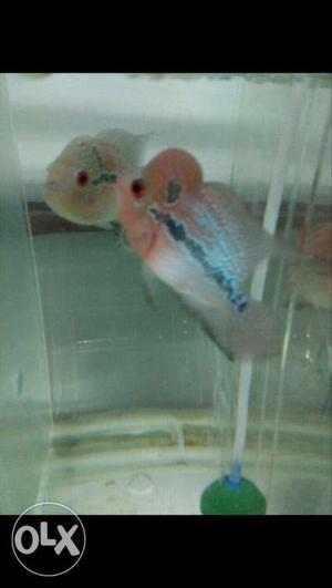 Pink Flowerhorn Fishes