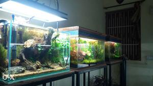 Planted aquarium available and live plants