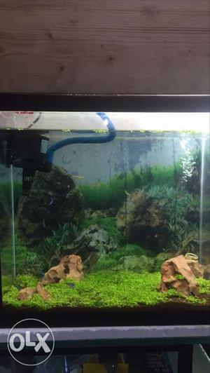 Planted tank with a thin layer of carpet with