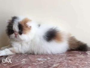 Punch facedcalico kitten female just 3mnths old