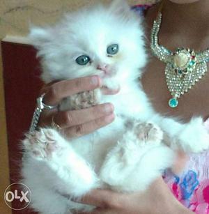 Pura Persian white male 2 month old very active