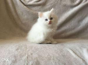 Pure PERSIAN KITTEN In White Color Very Ultimate