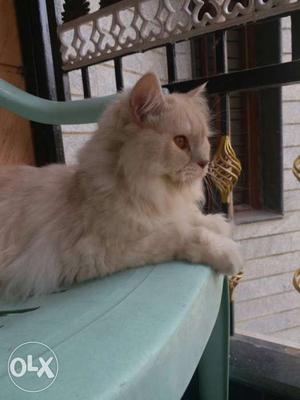 Pure Persian cat 1 year old male for sale