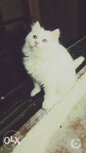 Pure Persian white kitten for sale..