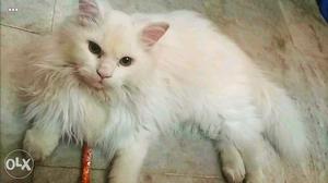 Pure White Persian cat..Dolph Face 7 Months old.Male