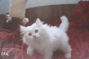 Pure breed doll face persian cat