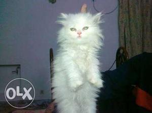 Pure doll face male and female persian kitten 2