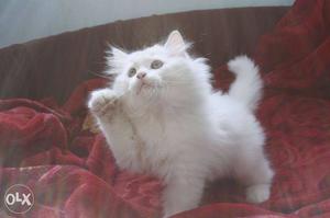 Pure persian cat all over india cash on delivery