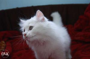 Pure persian cat cash on delivery