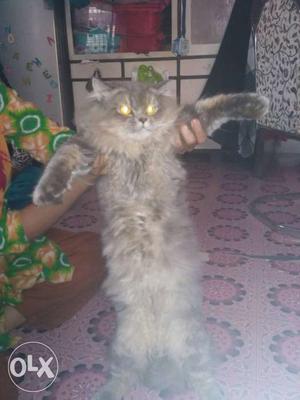 Pure persian cat (male)