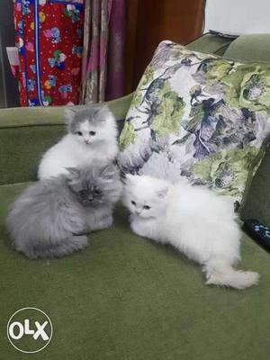 Pure persian home breeded kittens with superb fur