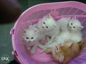 Pure persian kittens vet verified