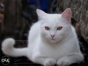 Pure white cat and also spotted cat available all