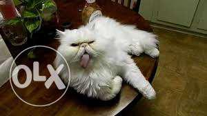 Pure white colour Persian male cat with green eyes n blue e