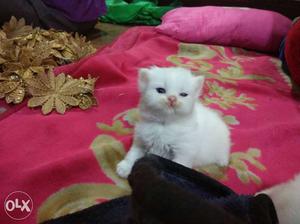 Purshian Female Kitten Full White