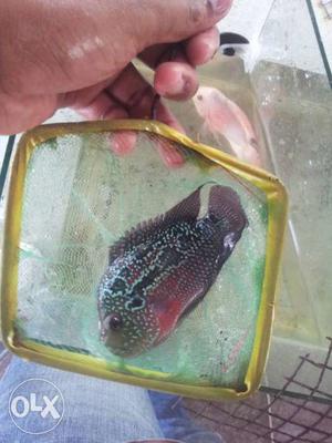 Red And Black Flowerhorn Cichlid Fish
