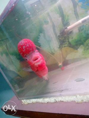 Red And Pink Flowerhorn Cichlid