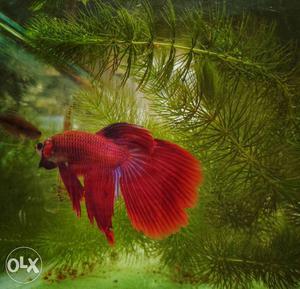 Red Betta Fish