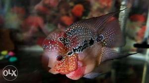 Red, Brown, And Gray Flowerhorn Cichlid and i need best