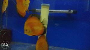 Red Melon Discus For Sale
