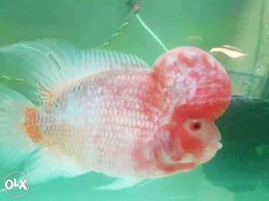 Red albino flowerhorn fish Negotiable Agressive m