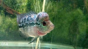 Red dragon flowerhorn 9mnths old contact - eight