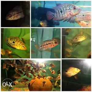 School Of Black And Gold Aquarium Fish Collage
