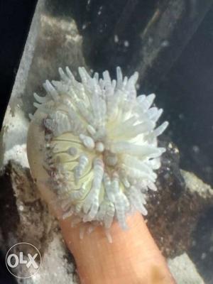 Sea condy anemone at very low cost only ₹ 400/-