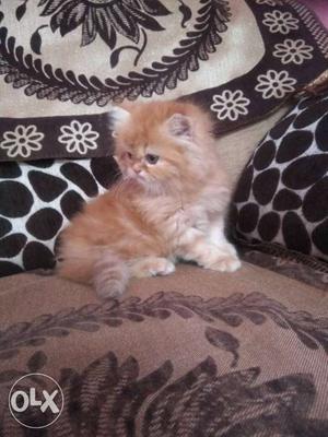 Semi punch face persian kitten..