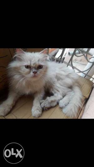 Semi punch male persian cat. 1.6 years old.