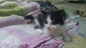 Short-coated White And Black Kitten