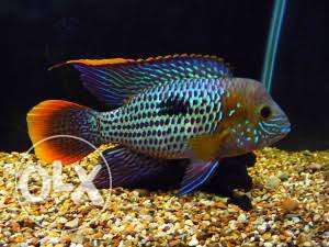 Silver And Brown Aquarium Fish