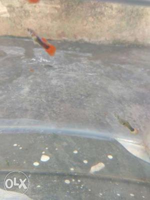 Singapore red tuxedo guppy available