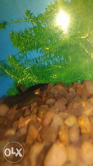 Small fish tank with small betta fish. 1feet