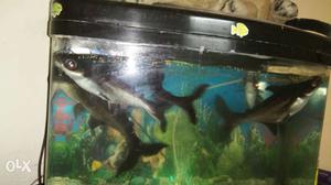 So big 5 super fish and very good condition fish