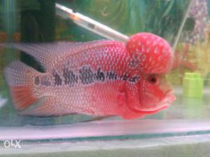 Srd Flower Horn Fish