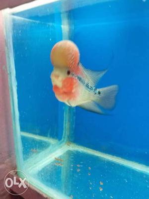 Srd Flowerhorn avaliable