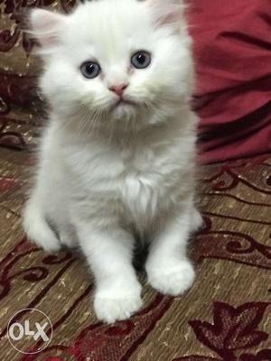 Super cute pure white persian male cat. 3 months