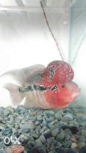 Super fish contact me for more details