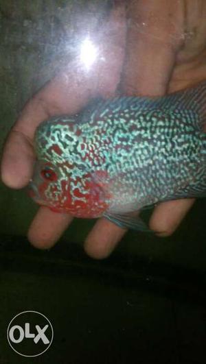 Superb quality Magma Flowerhorn Fish for sell