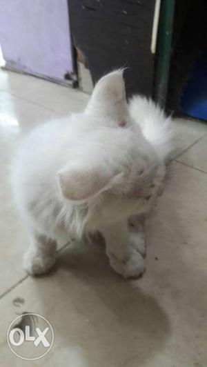 Superior Quality White Persian Cat Smooth coat