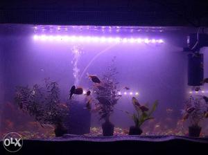 Tank, 60plus fishes, air pum, water cleaner, LED