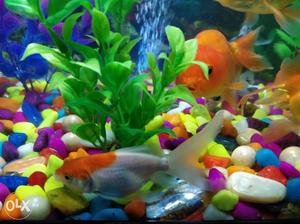 The cute ranchu fish. Behind the tree in the pic.